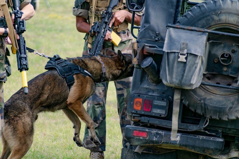 Maître-chien militaire avec son chien lors d'un exercice de détection